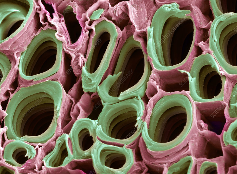 Structure of Xylem and Phloem